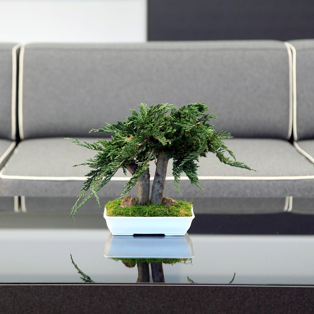 Procumbens bonsai - Innovaflora - Naturaleza preservada